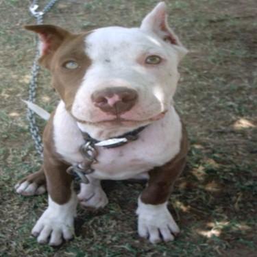 media/Stans Way Kennels White Chocolate Pit Bull.jpg